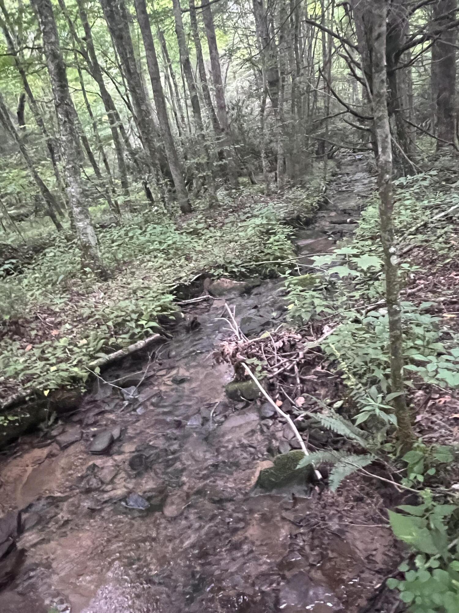 Tbd Tbd Nettle Patch Norton, VA 24273 - Photo 15 of 26 IMG_6499