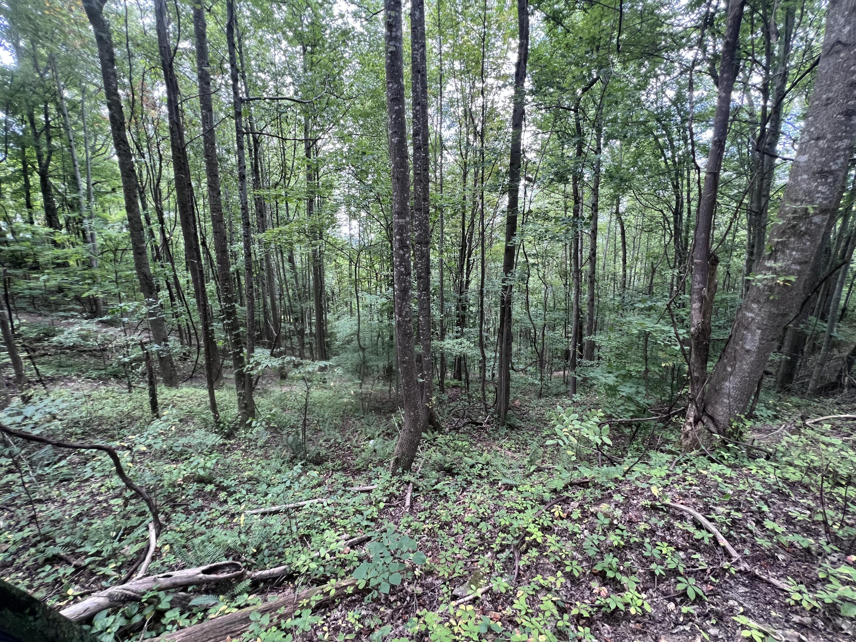 Tbd Tbd Nettle Patch Norton, VA 24273 - Photo 18 of 26 IMG_6716