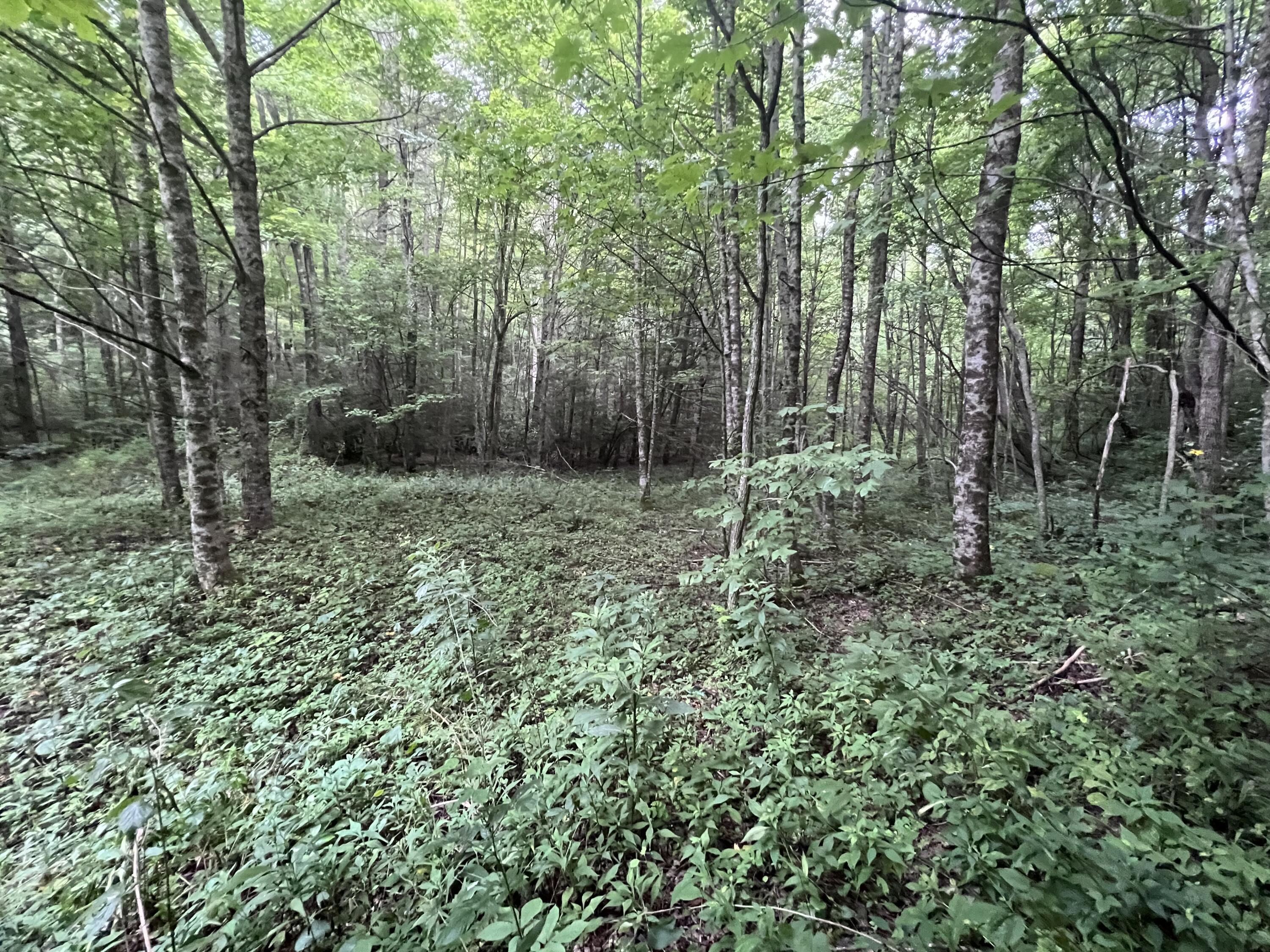 Tbd Tbd Nettle Patch Norton, VA 24273 - Photo 21 of 26 IMG_6482