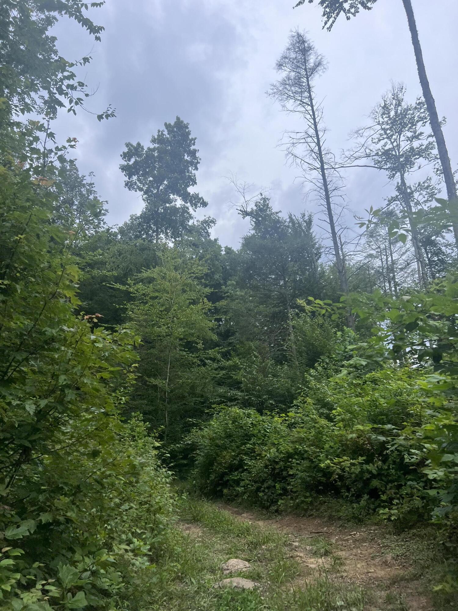 Tbd Tbd Nettle Patch Norton, VA 24273 - Photo 23 of 26 IMG_6478