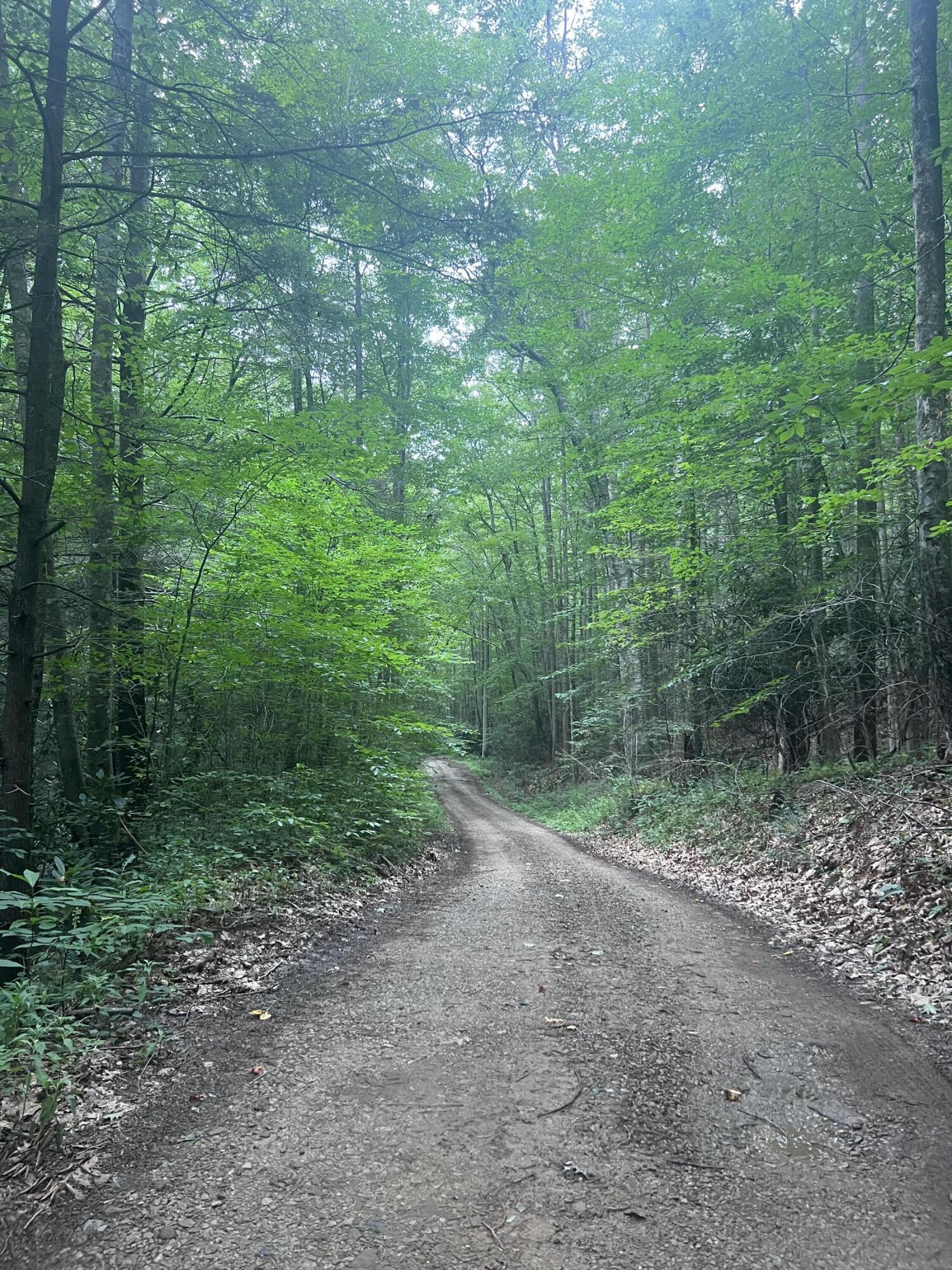 Tbd Tbd Nettle Patch Norton, VA 24273 - Photo 24 of 26 IMG_6476