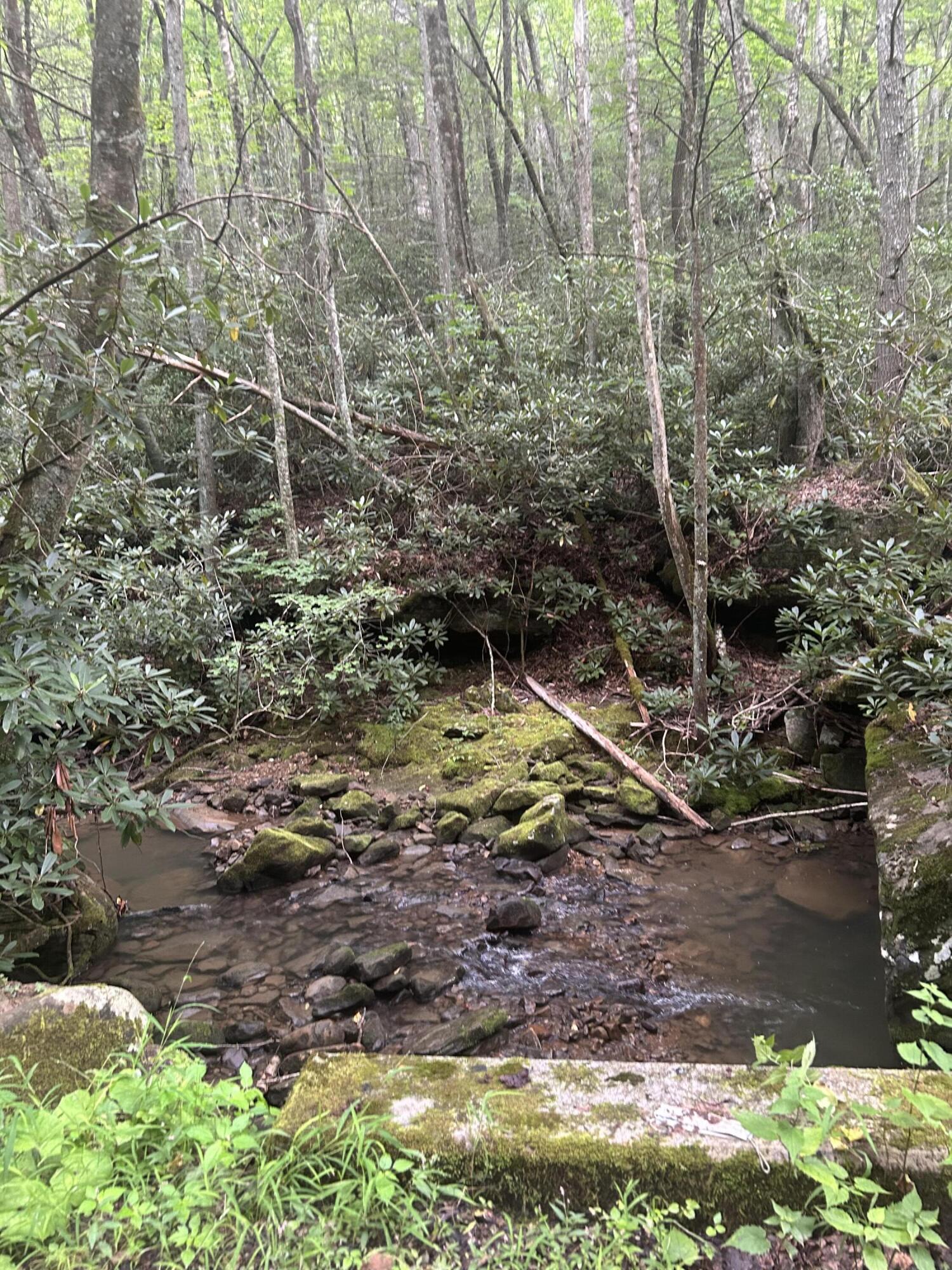 Tbd Tbd Nettle Patch Norton, VA 24273 - Photo 25 of 26 IMG_8719