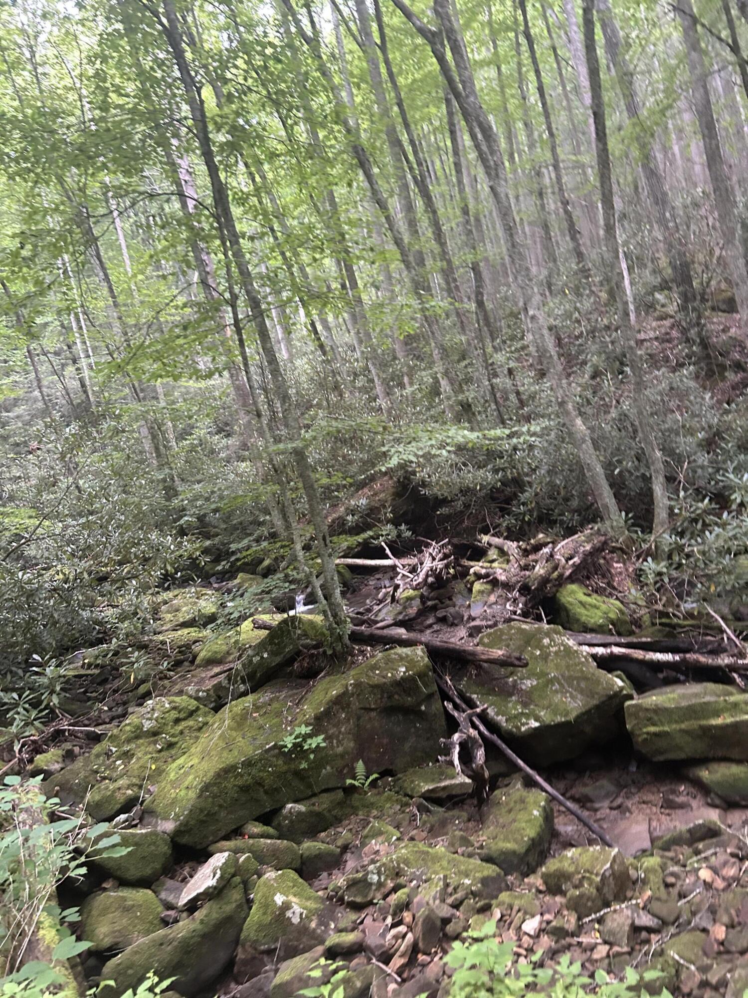 Tbd Tbd Nettle Patch Norton, VA 24273 - Photo 26 of 26 IMG_8721