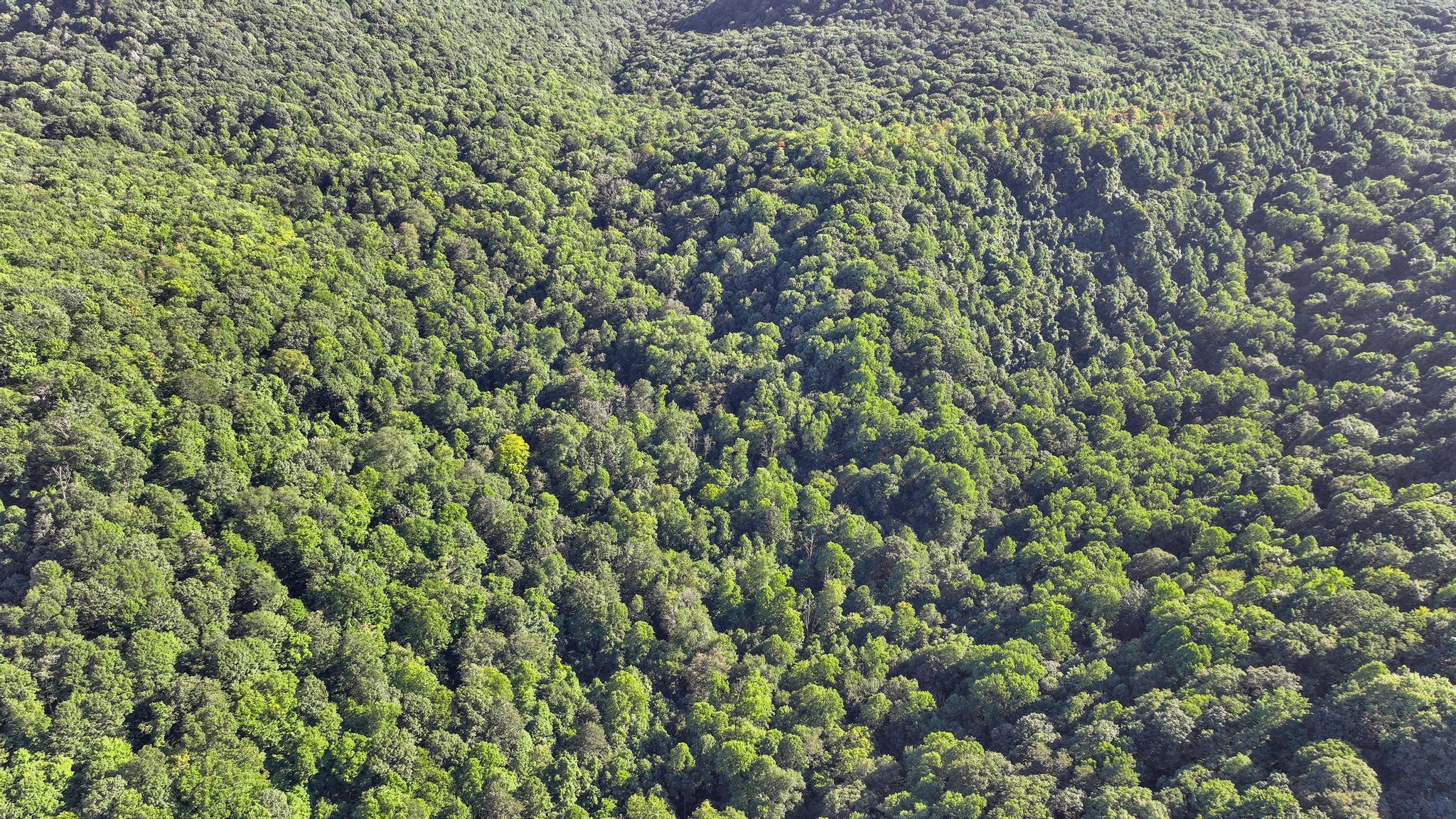 Tbd Tbd Nettle Patch Norton, VA 24273 - Photo 7 of 26 DJI_0260