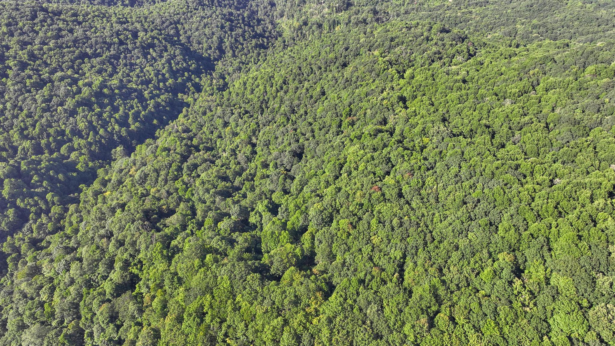 Tbd Tbd Nettle Patch Norton, VA 24273 - Photo 8 of 26 DJI_0265
