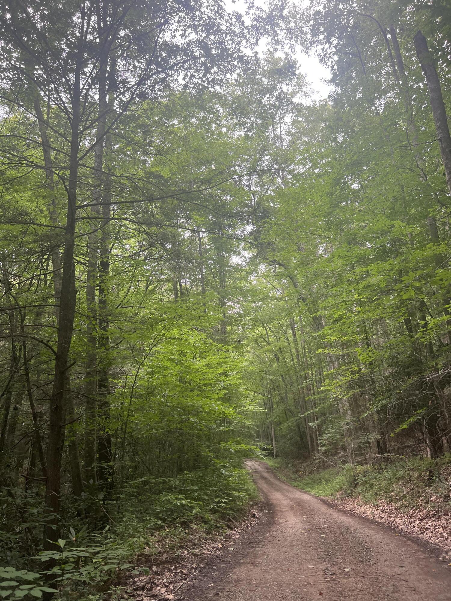 Tbd Tbd Nettle Patch Norton, VA 24273 - Photo 10 of 26 IMG_6474
