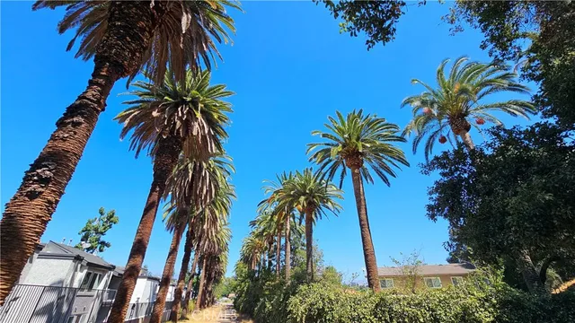 a view of a palm trees