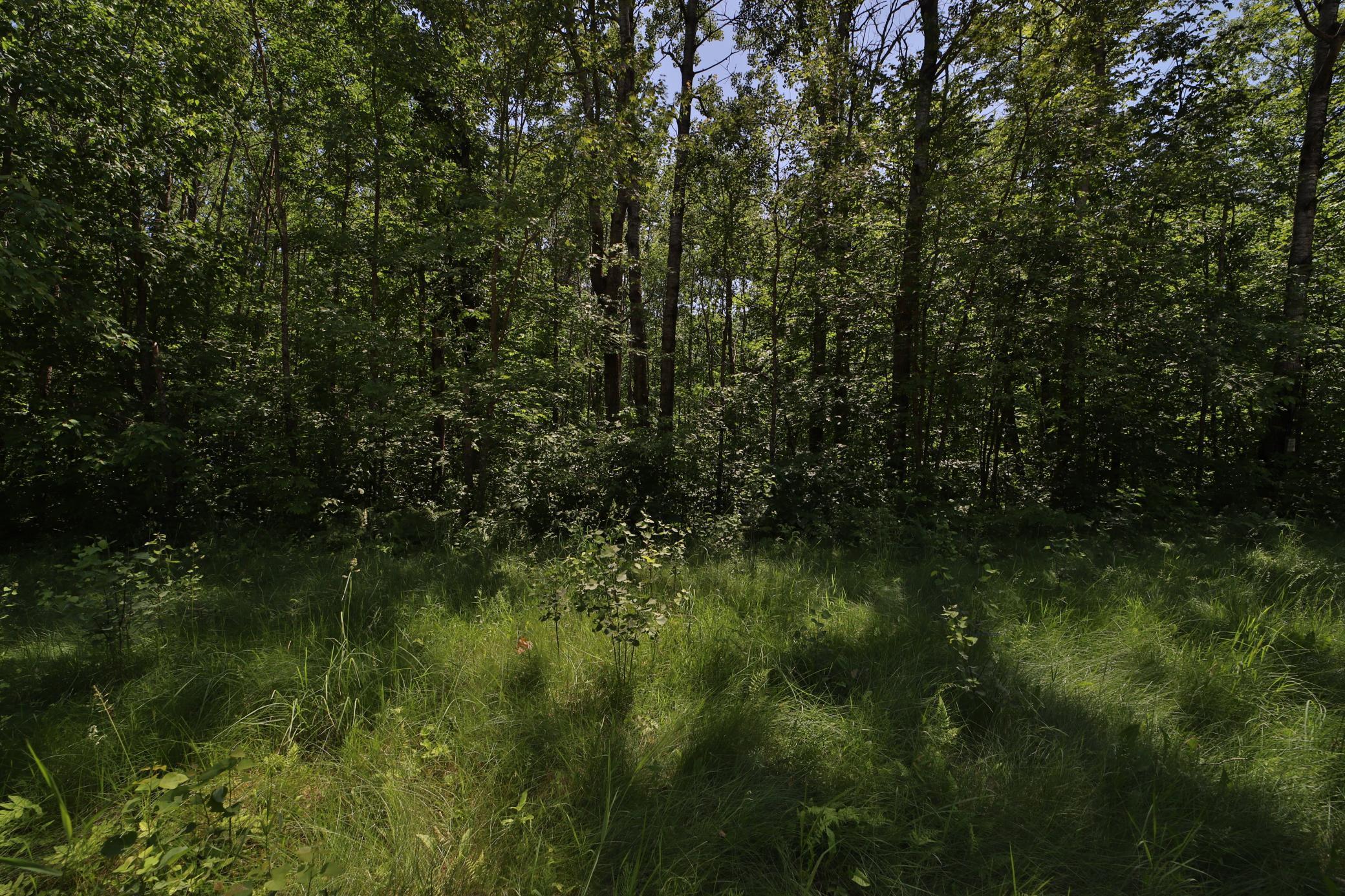 Tract C Olander Road Crosby, MN 56441 - Photo 5 of 12