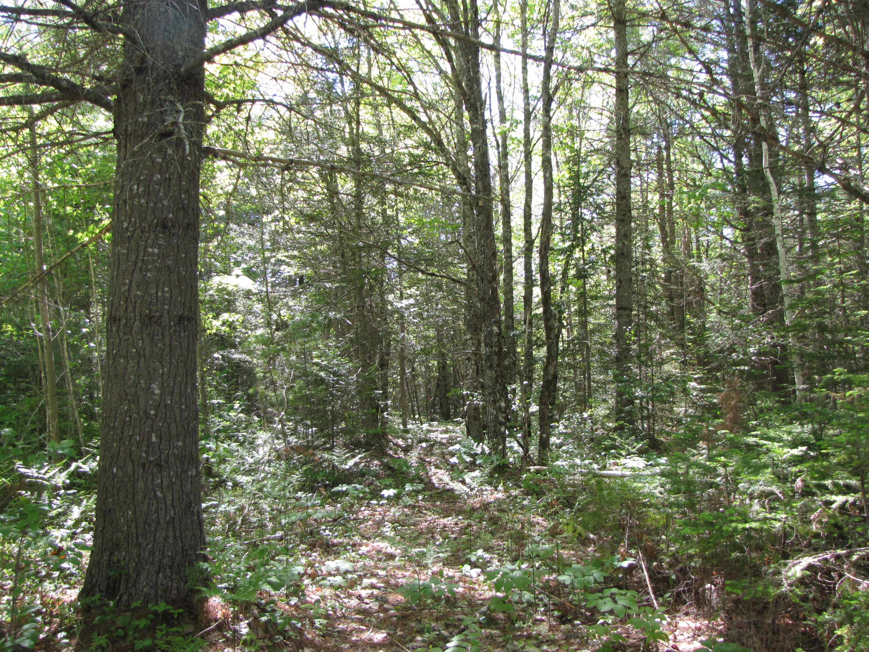 Lot 13 Northfield Road Northfield, ME 04654 - Photo 6 of 8 IMG_0325