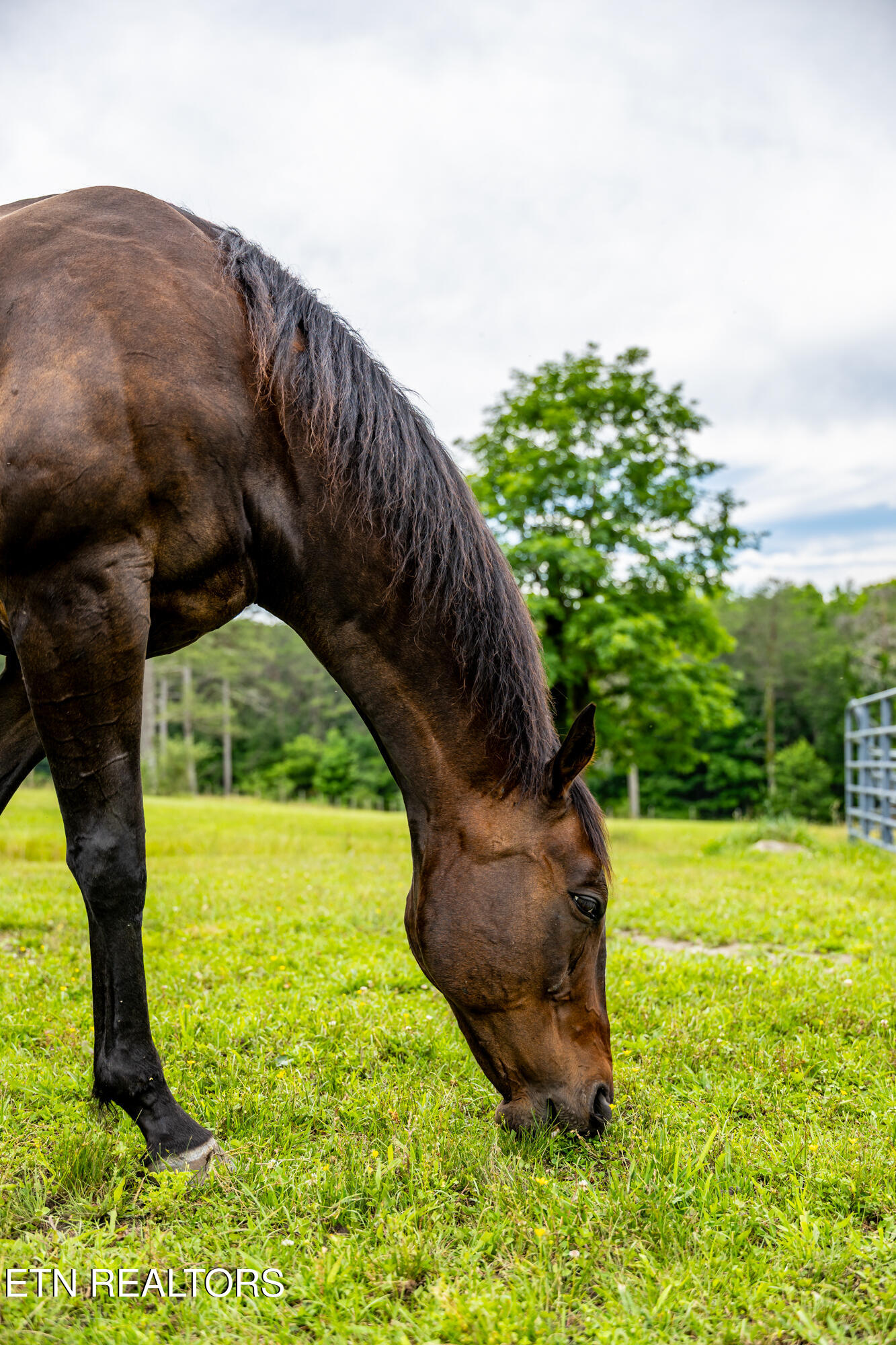 1152 Brier Branch Road Graysville, TN 37338 - Photo 43 of 49 The Farm Life