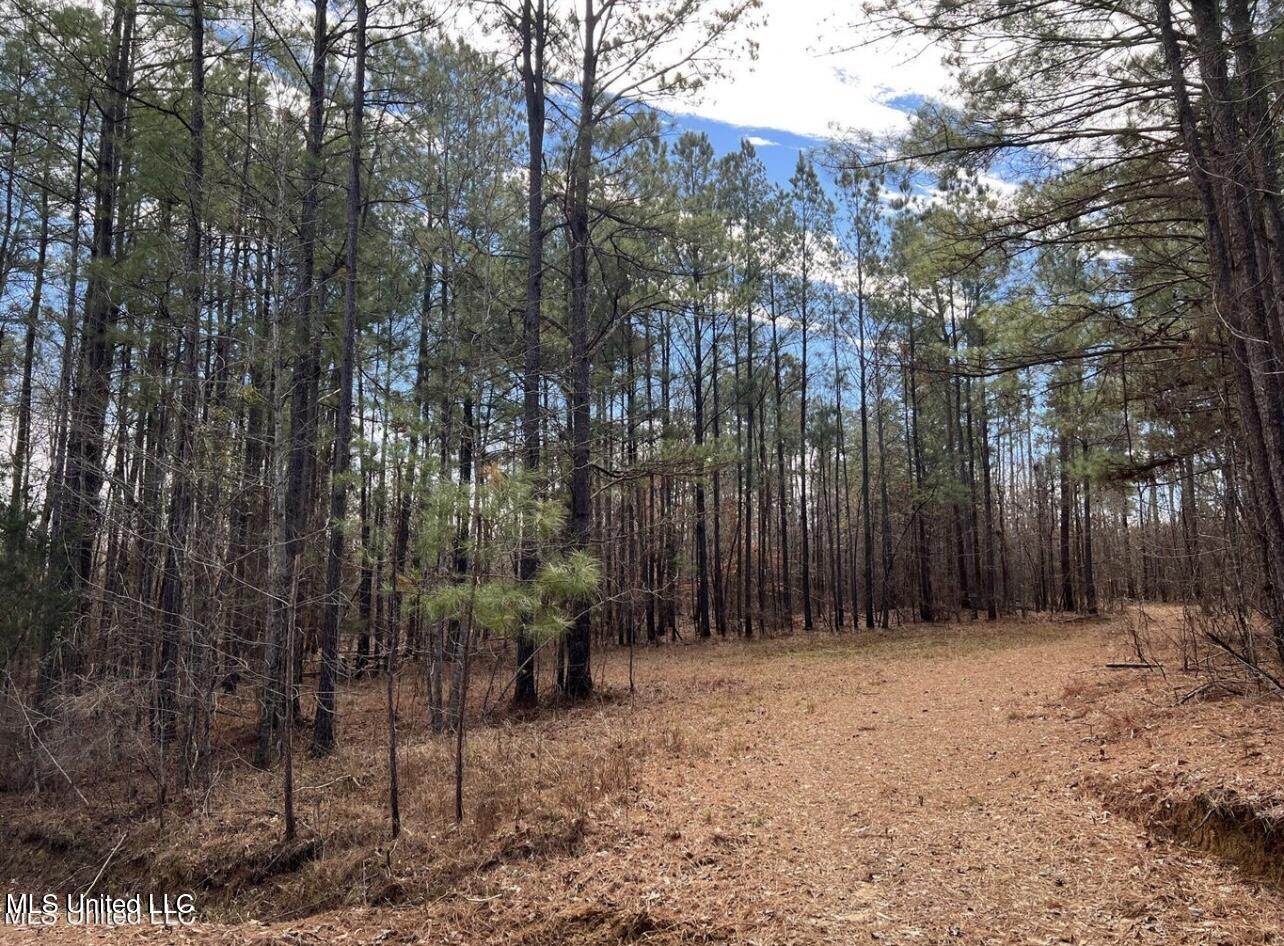 Shiloh Road Brandon, MS 39042 - Photo 6 of 19 IMG_2164
