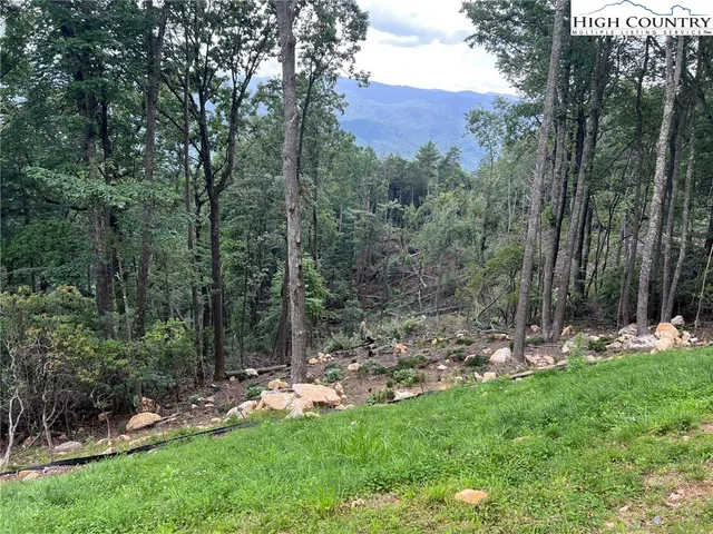 a view of a tree in a field with a tree in the background