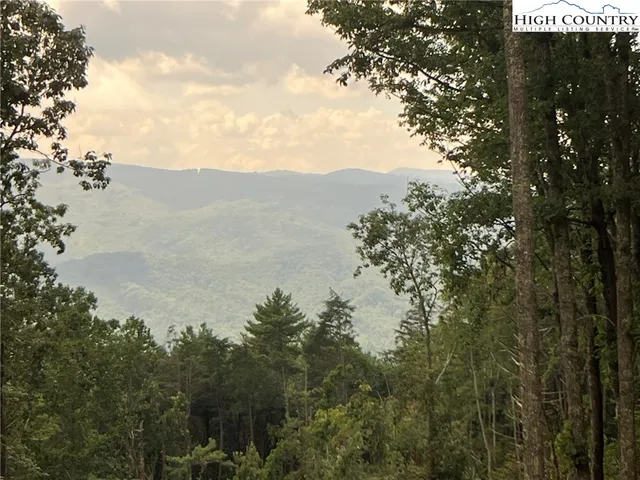 a view of a forest with a street