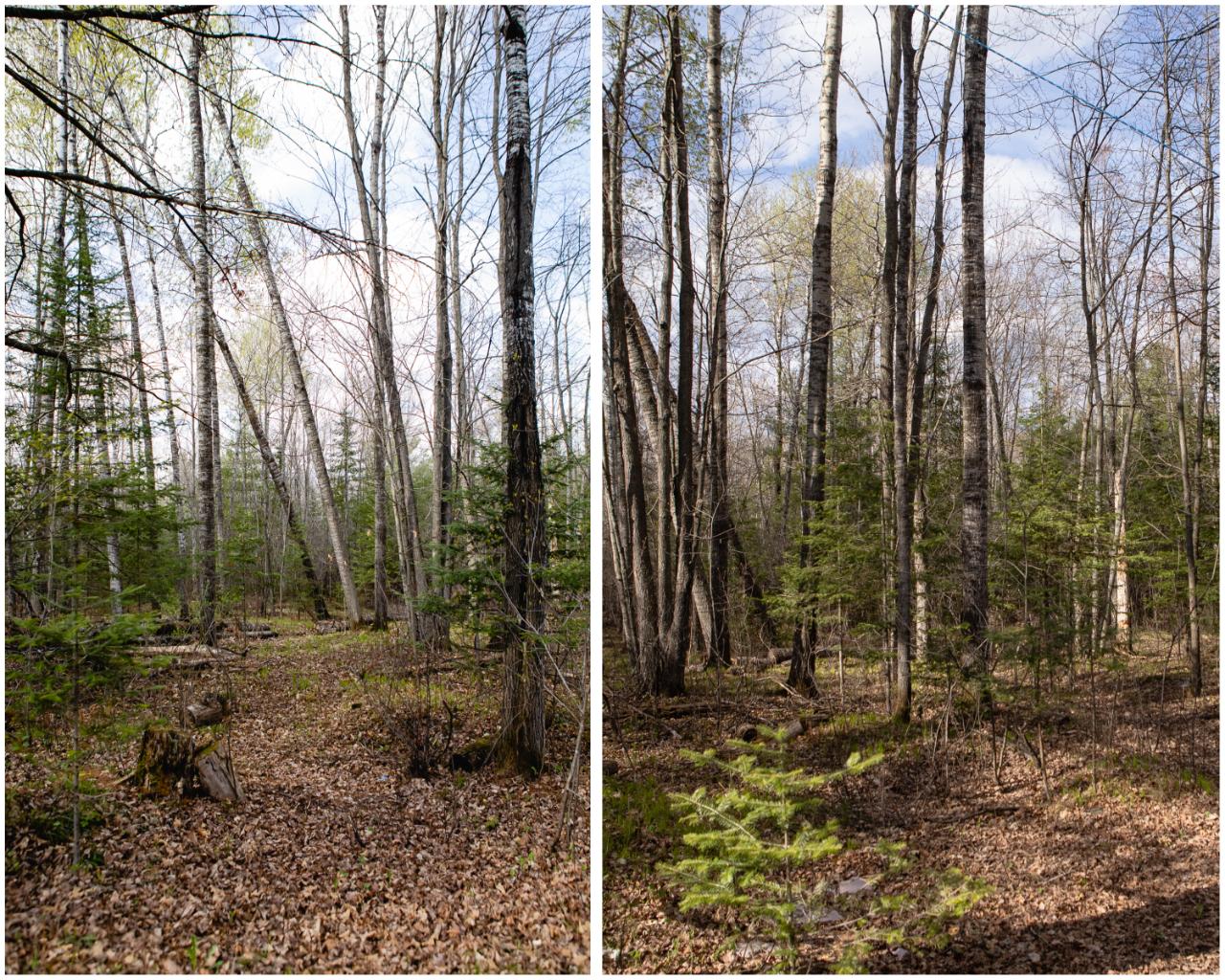 N9610 Sunset Point Road Tomahawk, WI 54487 - Photo 4 of 21 Gallery Image 4