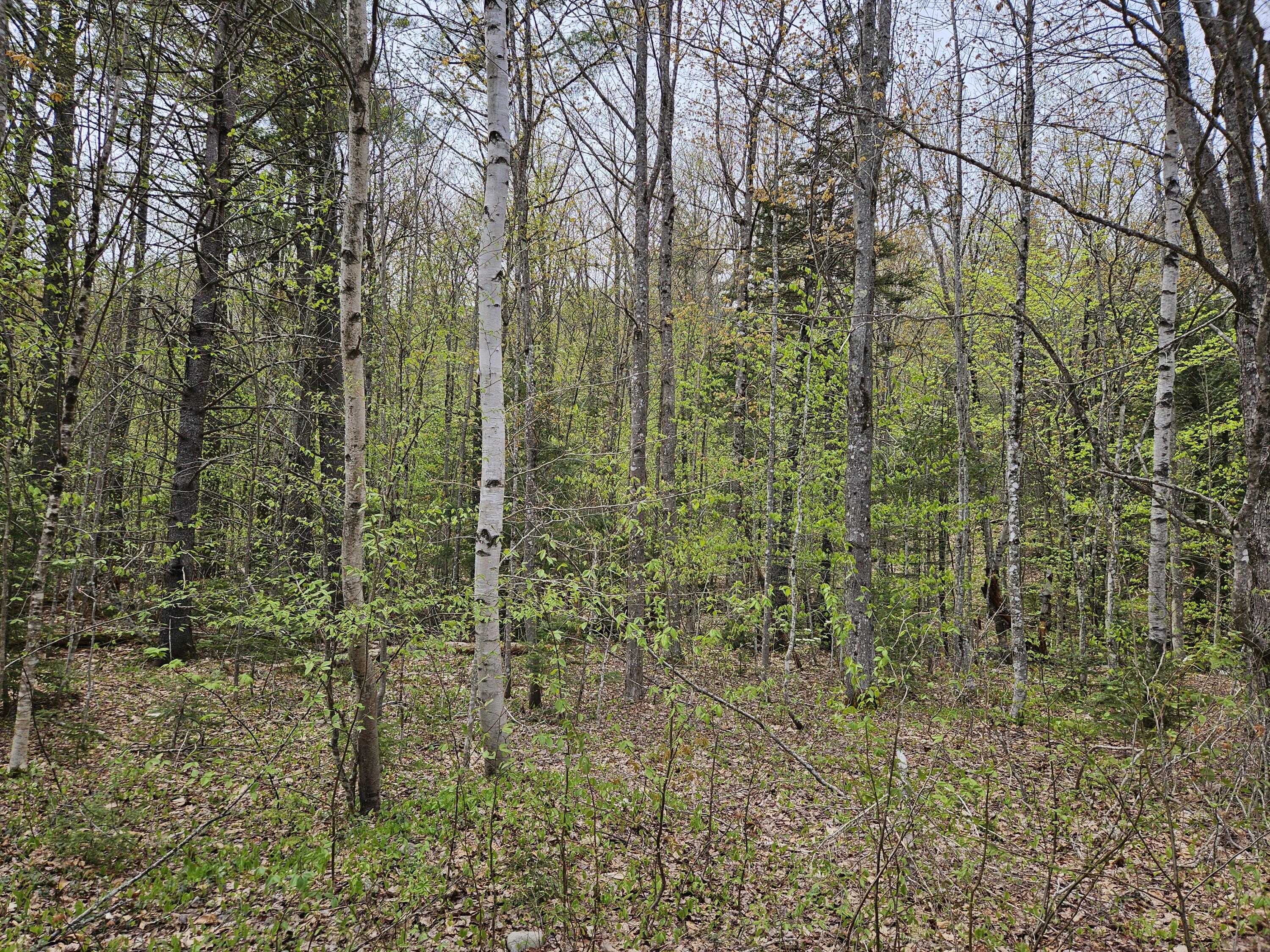 Mr02-l019 Holman Pond Road Temple, ME 04984 - Photo 22 of 40 Holman Lot 19