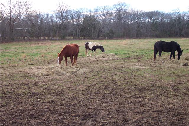 2452 Bob Cheek Road Lewisburg, TN 37091 - Photo 12 of 20 HORSES FEEDING ON THE PASTURE LAND