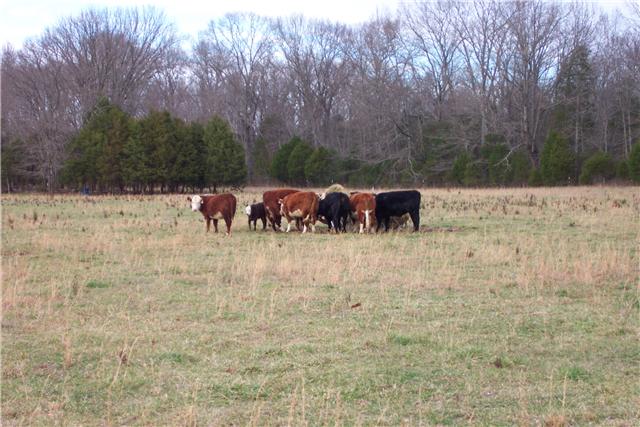 2452 Bob Cheek Road Lewisburg, TN 37091 - Photo 17 of 20 CLEAR PASTURE FOR ANIMALS TO EAT OFF OF AND LARGE MATURED TREES
