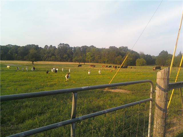 2452 Bob Cheek Road Lewisburg, TN 37091 - Photo 18 of 20 FENCED OPEN PASTURE AND WOODED AREA