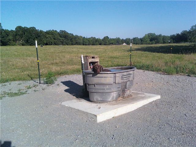 2452 Bob Cheek Road Lewisburg, TN 37091 - Photo 2 of 20 ROVER IN THE WATER TANK WITH PASTURE LAND BEHIND