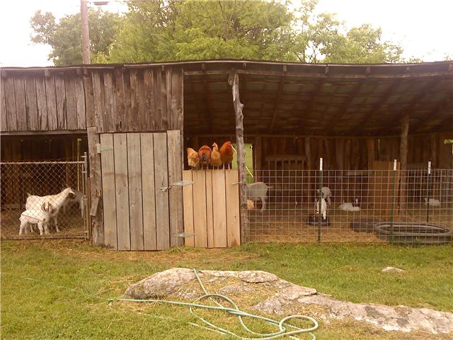 2452 Bob Cheek Road Lewisburg, TN 37091 - Photo 5 of 20 GOATS AND CHICKEN SHED