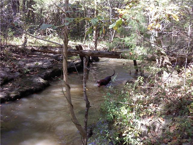 2452 Bob Cheek Road Lewisburg, TN 37091 - Photo 10 of 20 CREEK RUNNING THROUGH THE PROPERTY