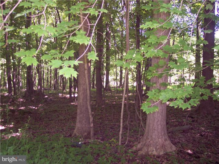 277 Hickon Road Quakertown, PA 18951 - Photo 25 of 25 Back Yard