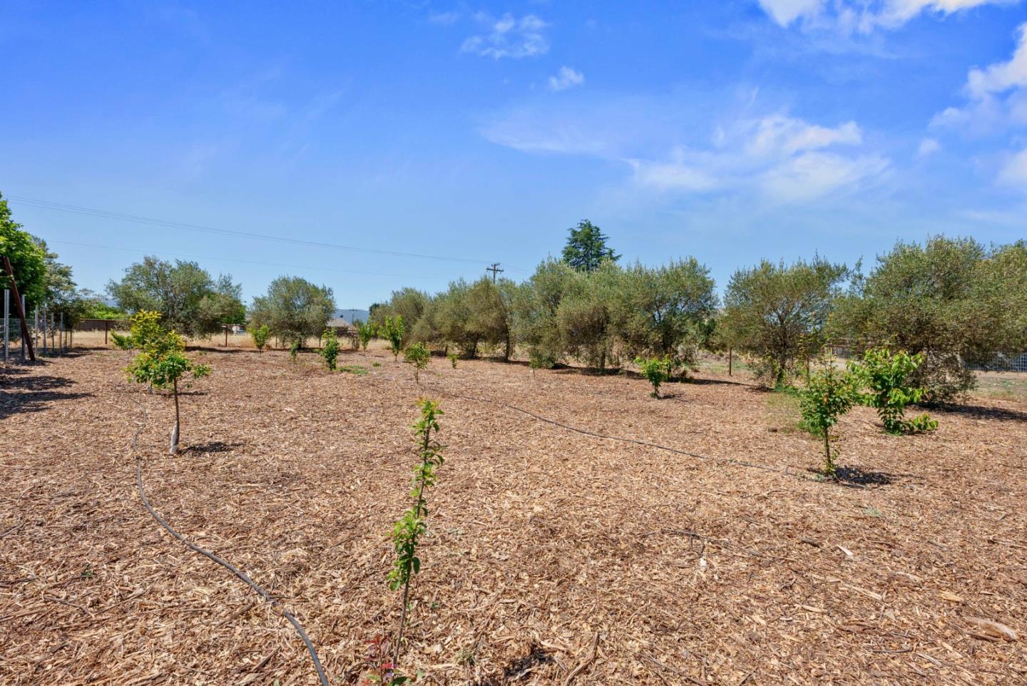 1150 Wright Road Hollister, CA 95023 - Photo 22 of 68 a view of a dry yard with trees