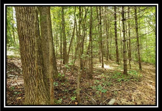 0 Pedigo Ridge Road, Unit TRACT 2) New Marshfield, OH 45766 - Photo 15 of 77 image015