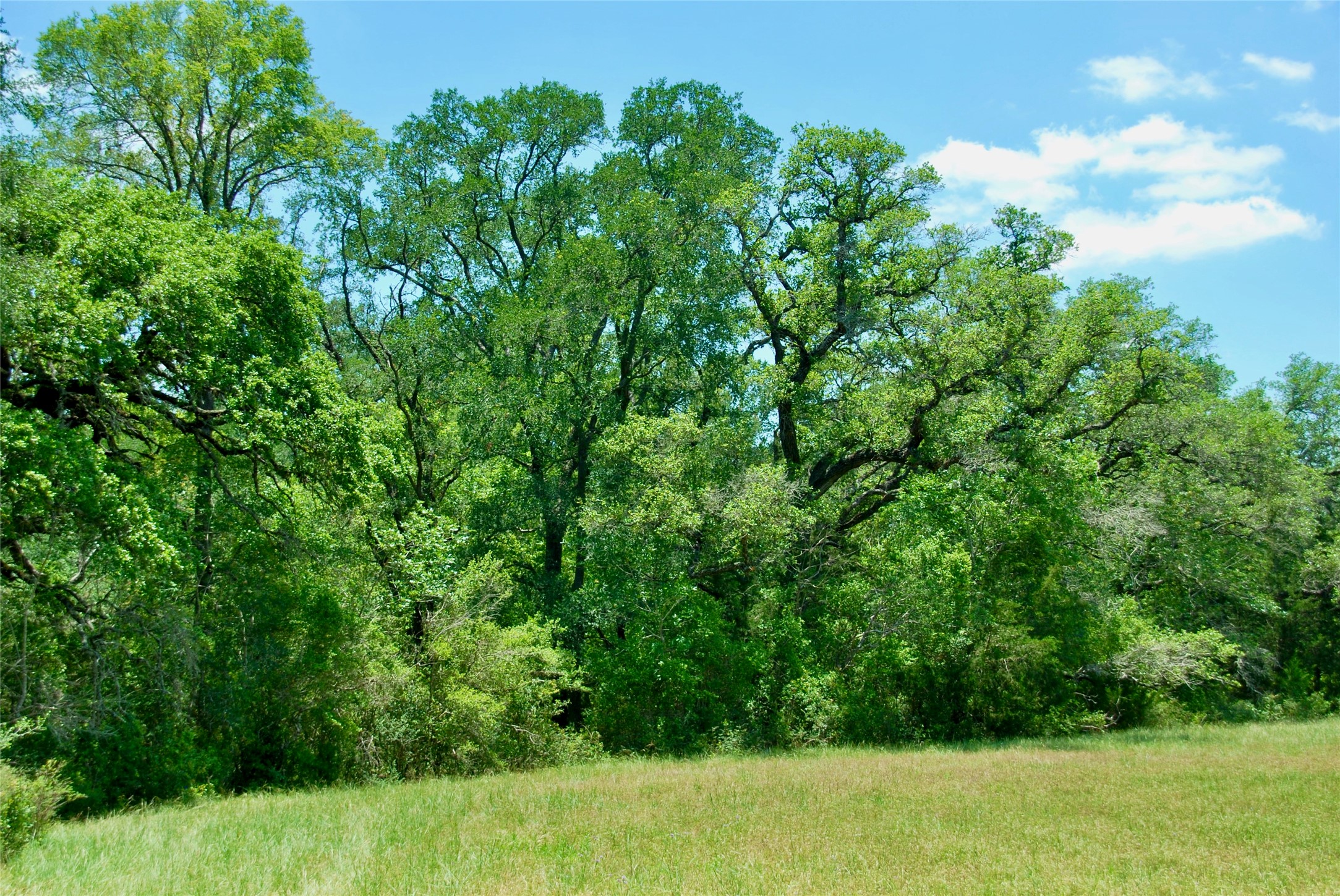 2116 Langdon Road Weimar, TX 78962 - Photo 16 of 43 a view of a yard