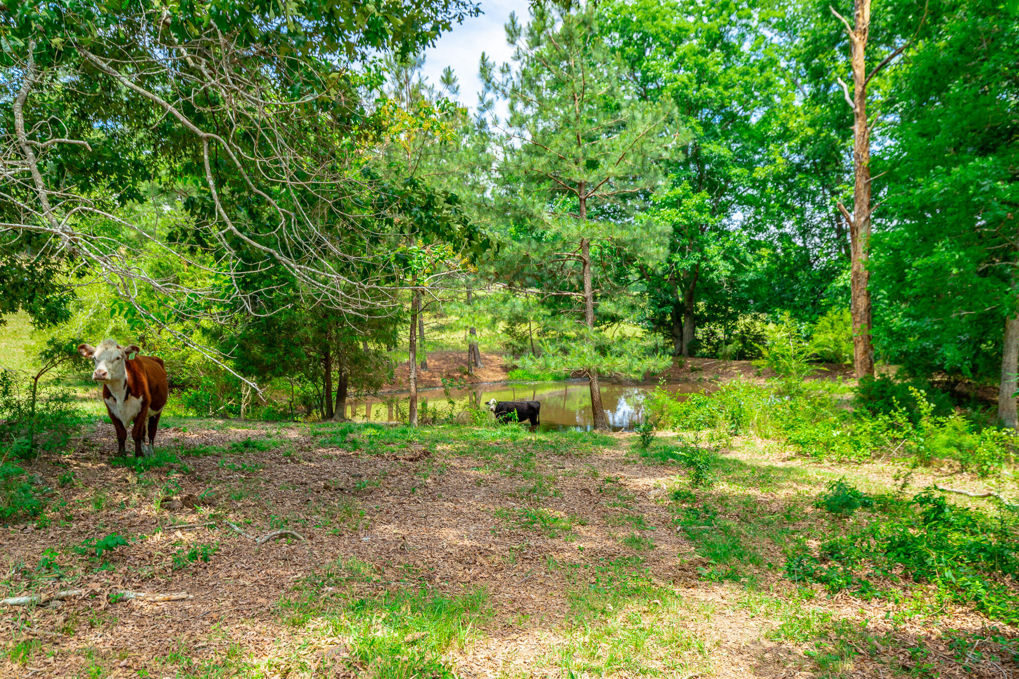 7015 B K Ranch Road Georgetown, TN 37336 - Photo 102 of 144 7015 B K RAnch Road HD-111