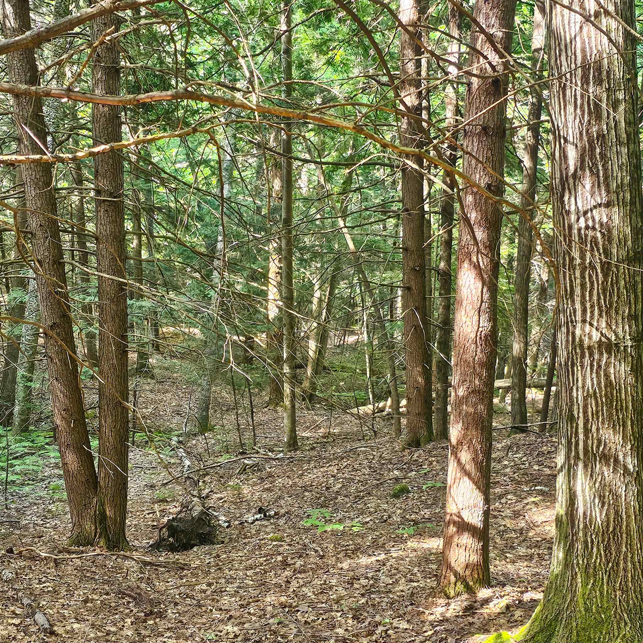 1338 Davidson Hill Road Westminster, VT 05346 - Photo 7 of 27