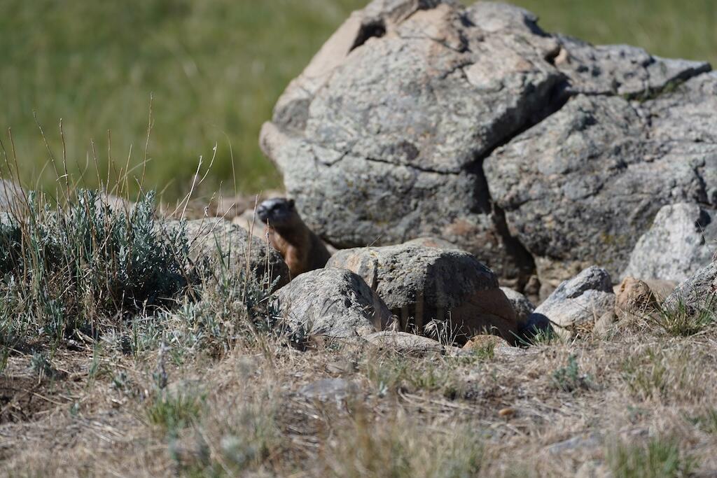 Upper French Creek Road Buffalo, WY 82834 - Photo 72 of 73 Marmot