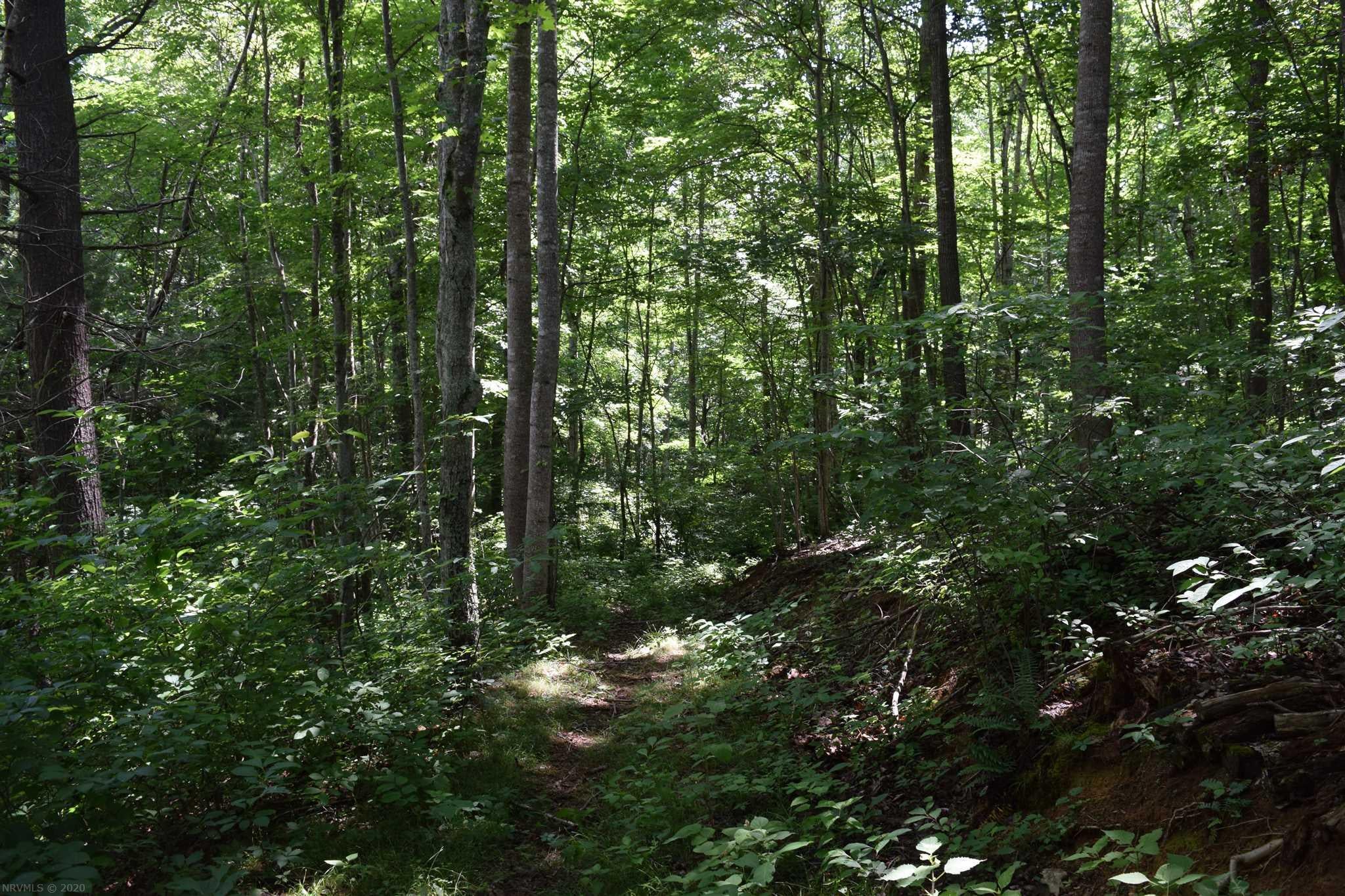 Tbd Horse Ridge Road Northwest Willis, VA 24380 - Photo 8 of 24 Gallery Image 8