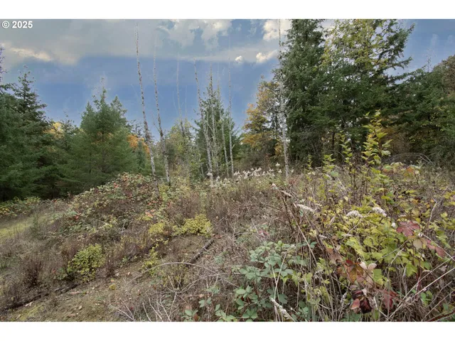 a view of a bunch of trees and bushes