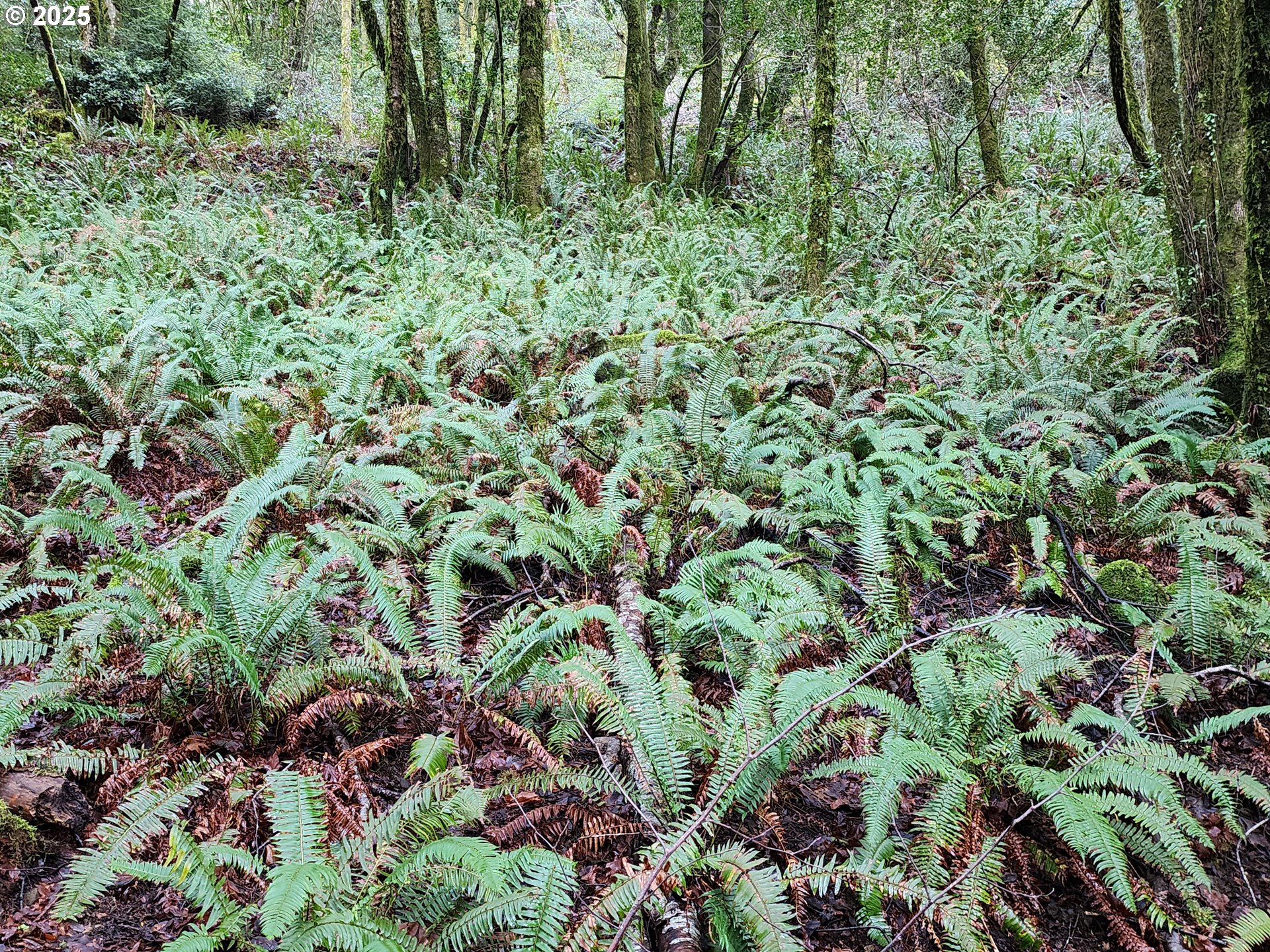 0 Southeast Elk River Road Port Orford, OR 97465 - Photo 21 of 30