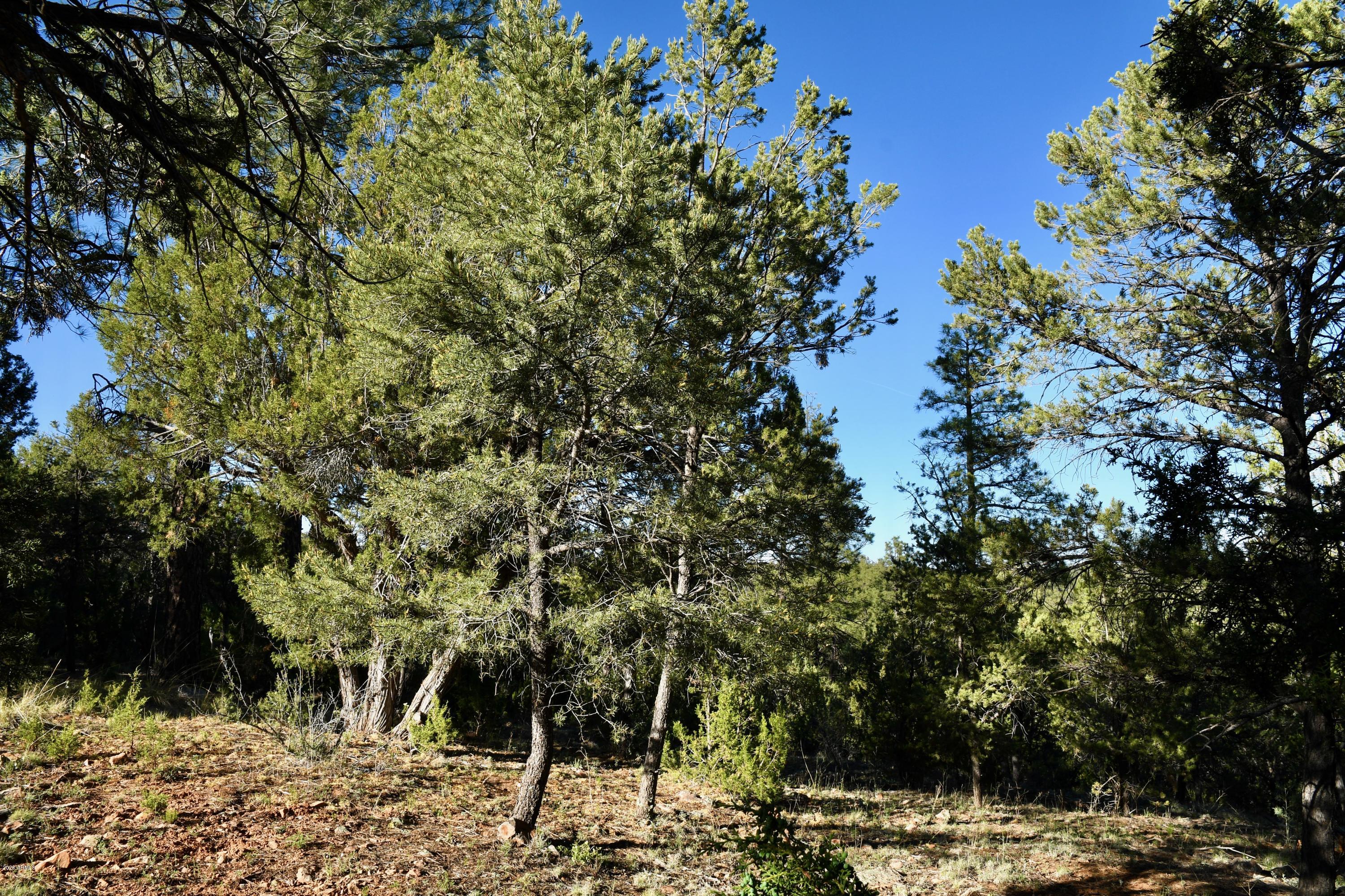 2981 Ranch House Road, Unit 304 Overgaard, AZ 85933 - Photo 6 of 10 DSC_7320