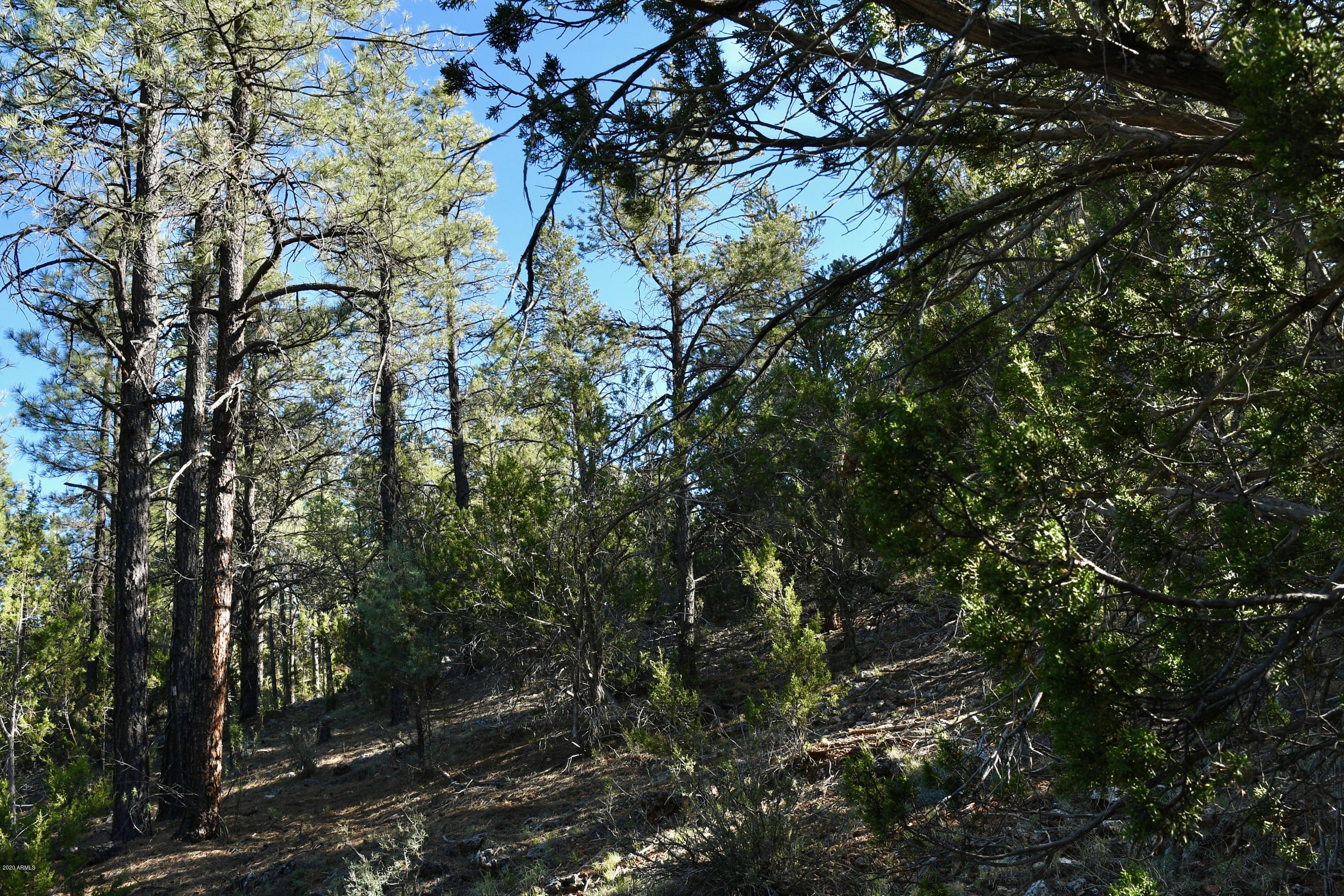 2981 Ranch House Road, Unit 304 Overgaard, AZ 85933 - Photo 8 of 10 DSC_7268