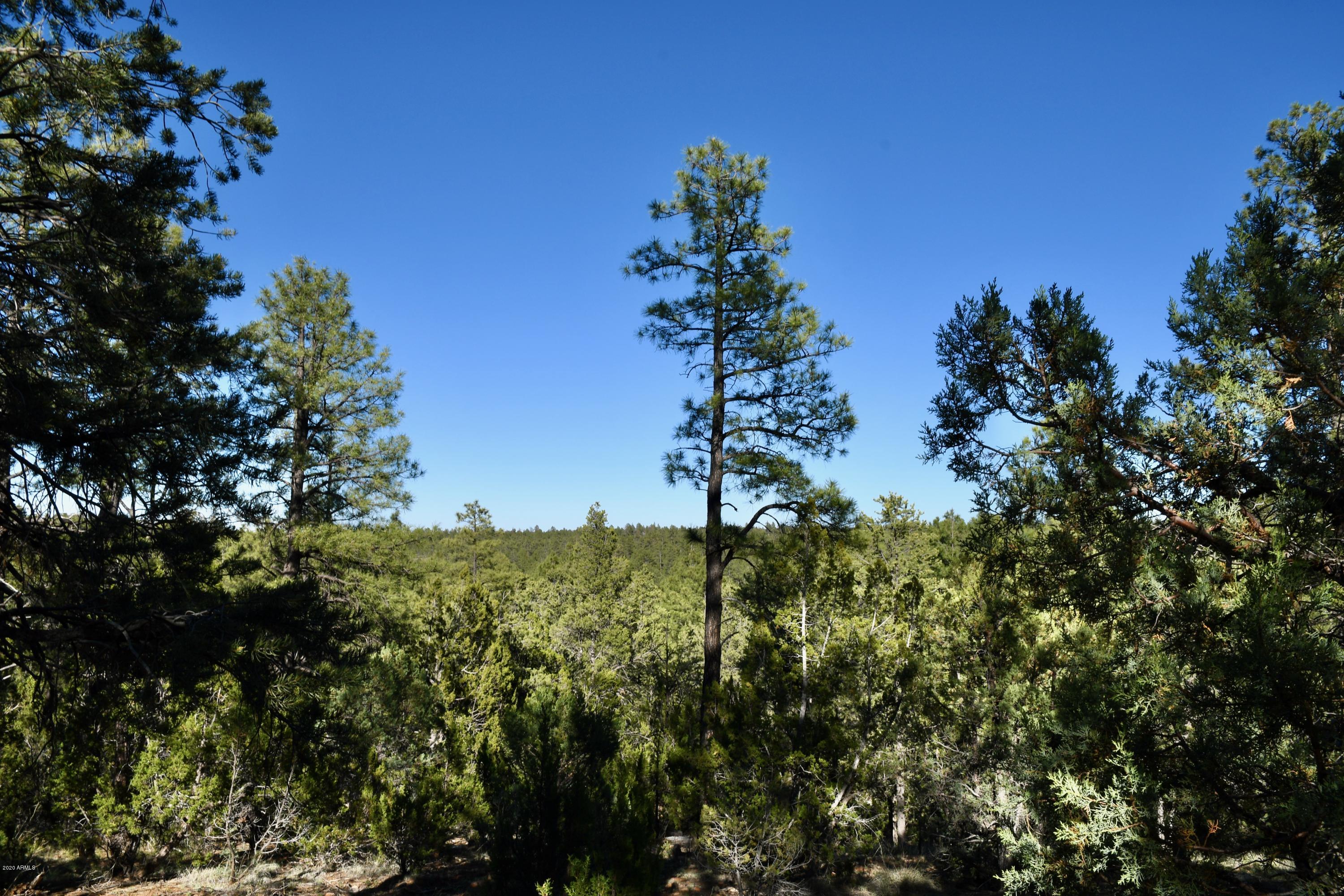 2981 Ranch House Road, Unit 304 Overgaard, AZ 85933 - Photo 9 of 10 DSC_7231