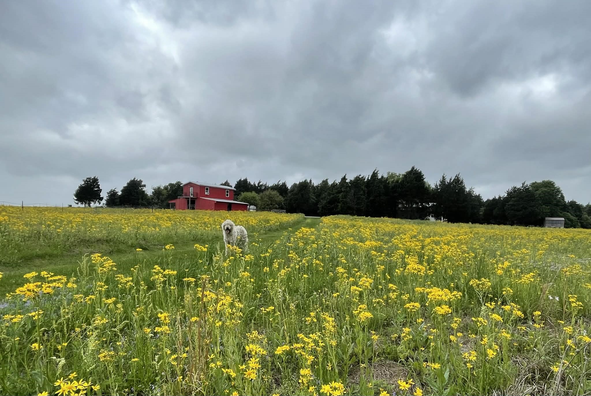 4046 Kurtz Road Sealy, TX 77474 - Photo 18 of 27 Looking from property towards house