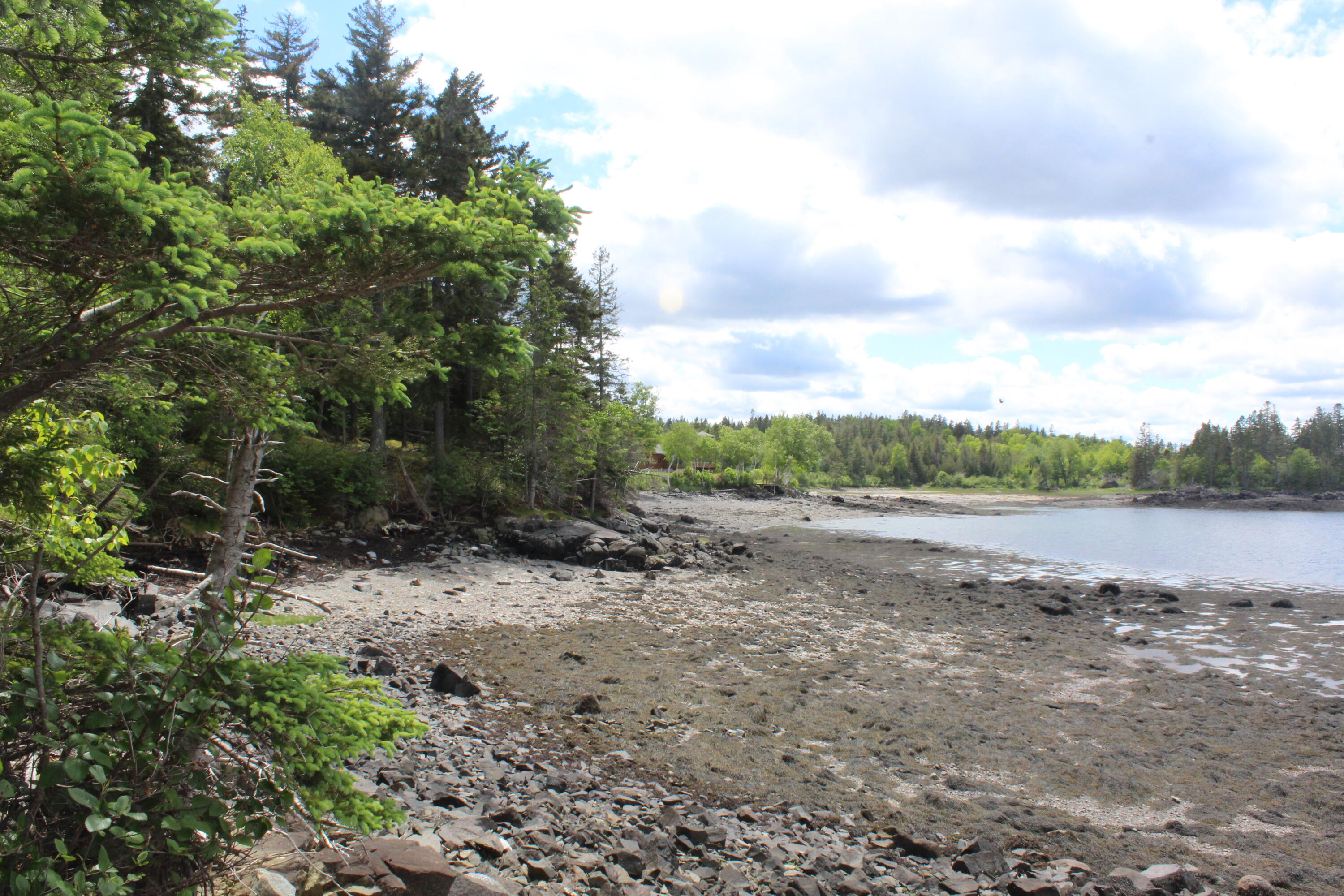 1065 Straight Bay Road Lubec, ME 04652 - Photo 97 of 121 trail look WSW towards house