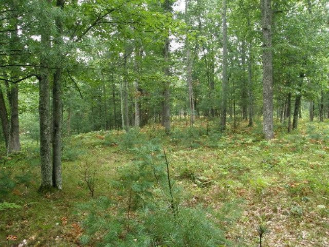 11628 Cedar Creek Road Manistee, MI 49660 - Photo 21 of 26 Additional Photo
