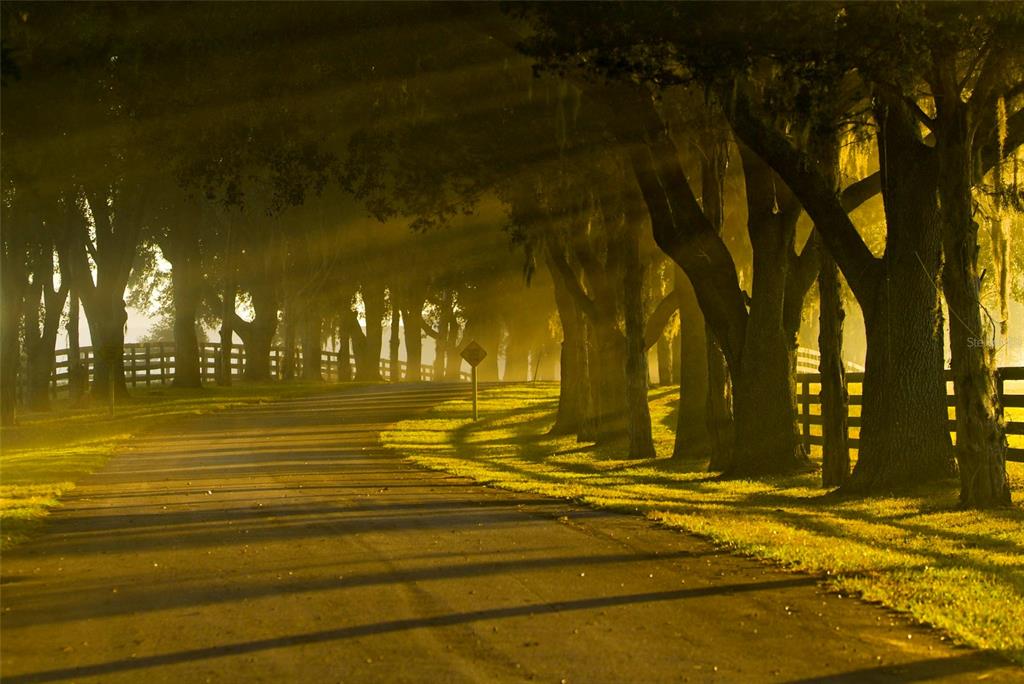 0 Southeast 8th Avenue, Unit LOT 5 Ocala, FL 34480 - Photo 3 of 7 a view of swimming pool with an outdoor space