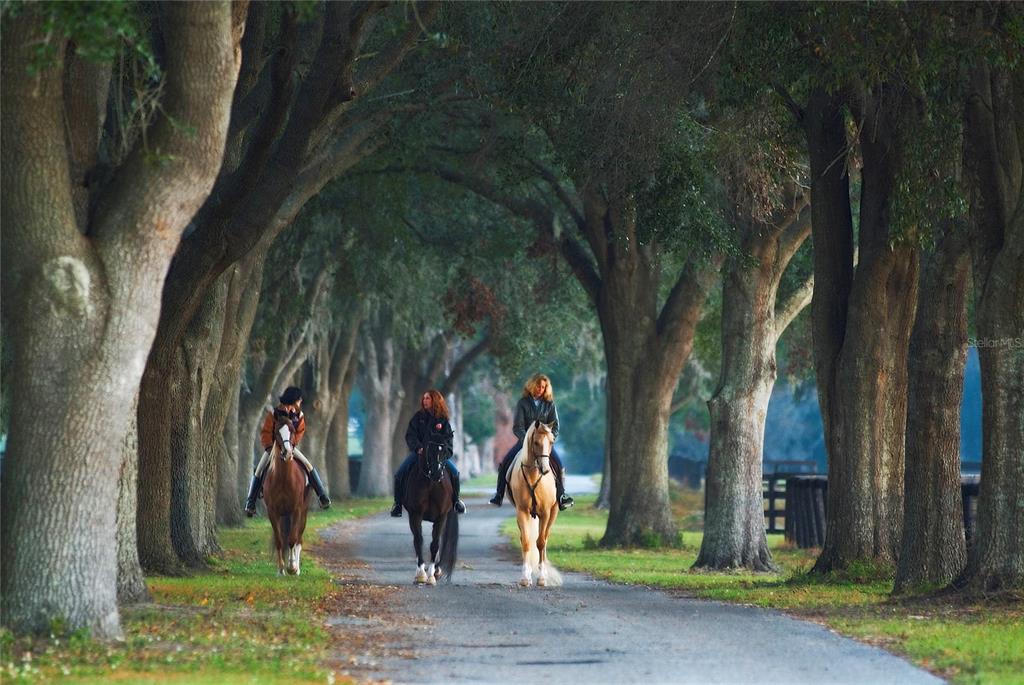 0 Southeast 8th Avenue, Unit LOT 5 Ocala, FL 34480 - Photo 4 of 7 a view of park