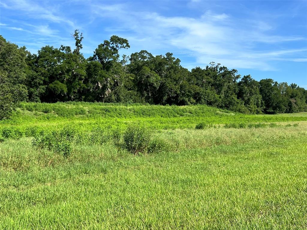 0 Southeast 8th Avenue, Unit LOT 5 Ocala, FL 34480 - Photo 6 of 7 a view of a lush green space