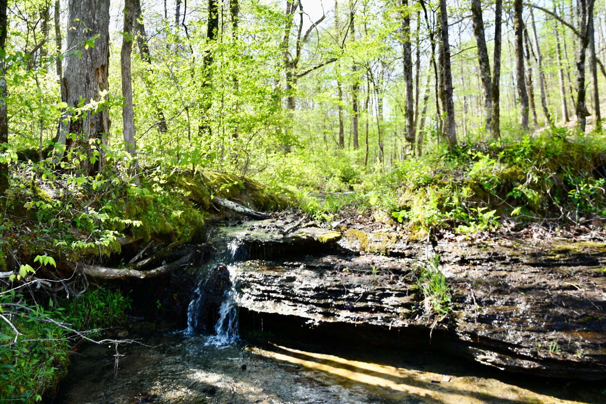 0 Cane Creek Road Hohenwald, TN 38462 - Photo 15 of 47 Gallery Image 15