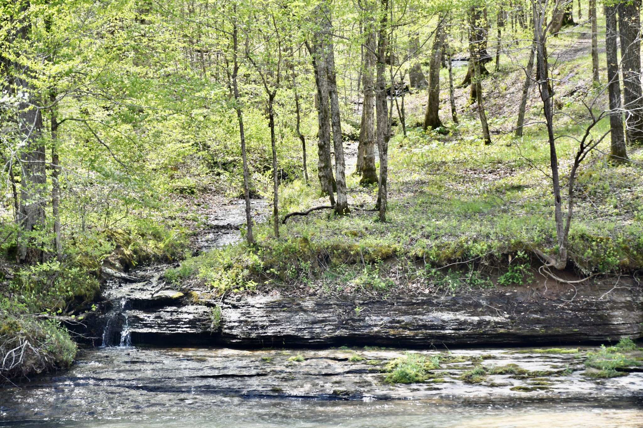 0 Cane Creek Road Hohenwald, TN 38462 - Photo 20 of 47 Gallery Image 20