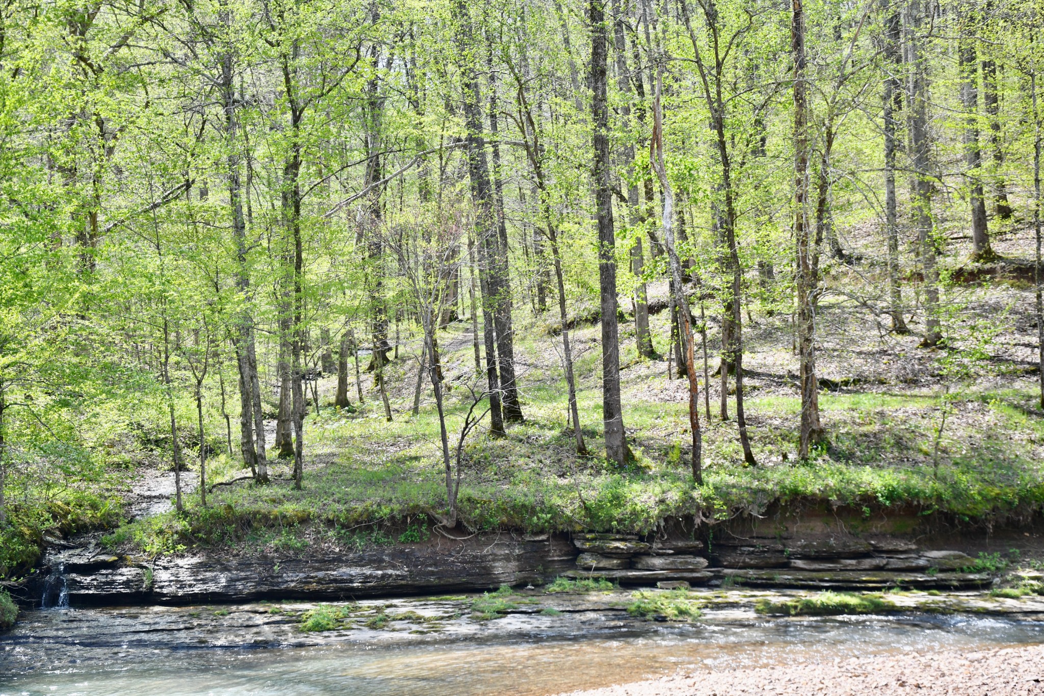 0 Cane Creek Road Hohenwald, TN 38462 - Photo 21 of 47 Gallery Image 21