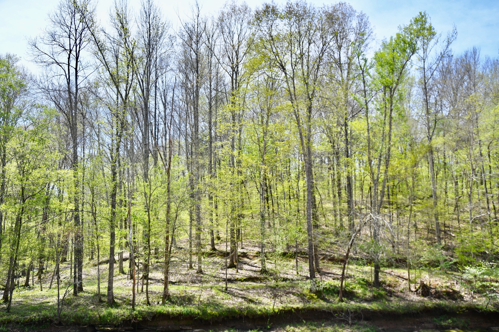 0 Cane Creek Road Hohenwald, TN 38462 - Photo 23 of 47 Gallery Image 23