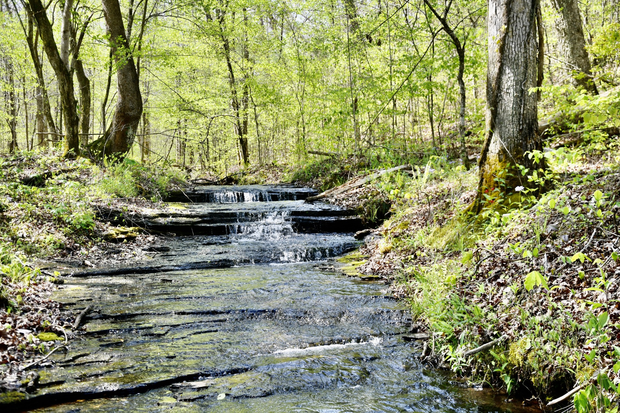 0 Cane Creek Road Hohenwald, TN 38462 - Photo 26 of 47 Gallery Image 26