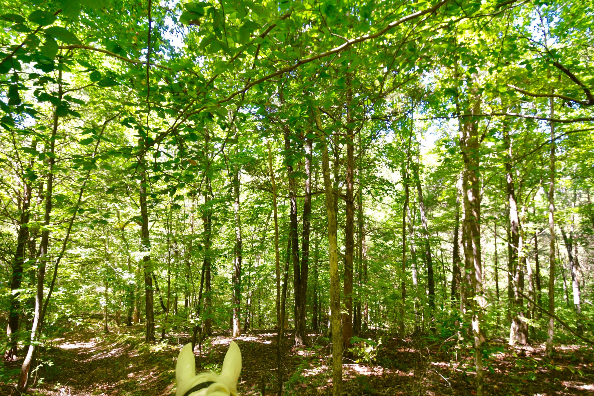 0 Cane Creek Road Hohenwald, TN 38462 - Photo 33 of 47 Gallery Image 33